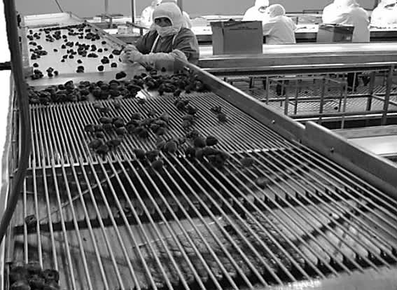 Mesa Vibrante, clasificación con mesa vibratoria 1 clasificacion con mesa vibradora