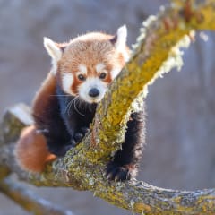Central Coast Zoo (formerly Charles Paddock Zoo), from its own website