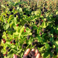 U-Pick at Webb Ranch, from its own website