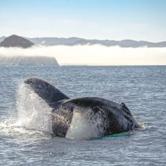 Morro Bay Whale Watching, from its own website