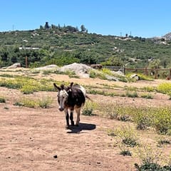 Alpine Acres Sanctuary Farm™, from its own website