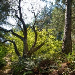 Regional Parks Botanic Garden Plant Sales, from its own website