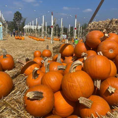 Pumpkin Patch Bonita, Pumpkins Bonita, from its own website