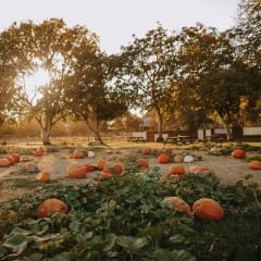 Bishop's Pumpkin Farm, from its own website