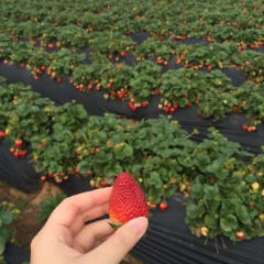 Carlsbad Strawberry Company, from its own website