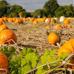 Lehner’s Pumpkin Farm, from its own website