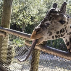 Brevard Zoo, from its own website