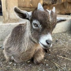 Fox's High Rock Farm, from its own website