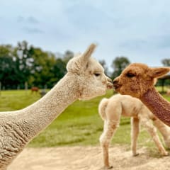 Majestic Meadows Alpacas & Boutique, from its own website