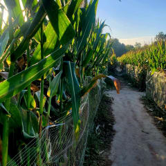 Froberg's Farm, from its own website