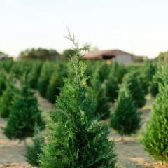Old Time Christmas Tree Farm, from its own website