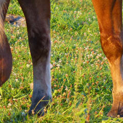 Marmon Valley Farm, from its own website