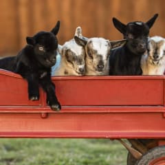 Heritage Urban Farm, from its own website