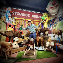 The Oddities Museum, from its own website
