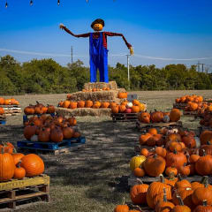 Pumpkin Patch on Main, from its own website