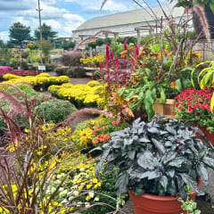 Shady Brook Farm, from its own website