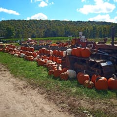 Whistle Pig Pumpkin Patch, from its own website