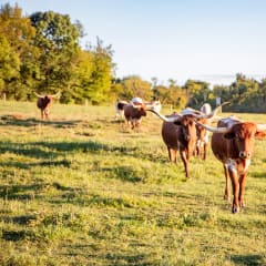 Coleman Hay Farms, from its own website