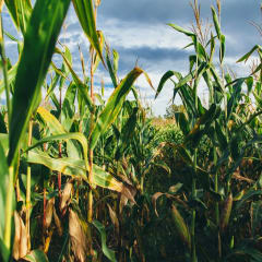 Kroll's Fall Harvest Farm, from its own website