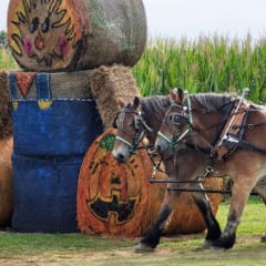 Alpha and Omega Corn Maze, from its own website