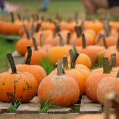 Shuckle's Corn Maze & Pumpkin Patch, from its own website