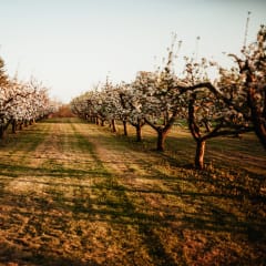 Okaw Valley Orchard, from its own website
