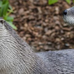 Sequoia Park Zoo, from its own website