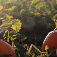 Santa Rosa Pumpkin Patch, from its own website