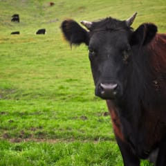 Tara Firma Farms, from its own website