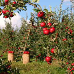 Apple Hill Orchards, from its own website