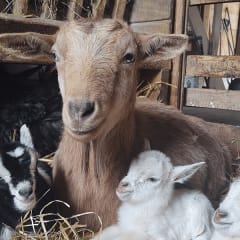 Akron Acres, from its own website