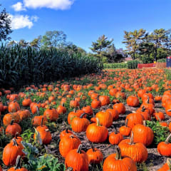 Brightwaters Farms, from its own website