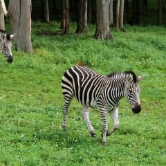 Hidden Valley Animal Adventure, from its own website