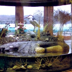 South Fork Natural History Museum & Nature Center, from its own website