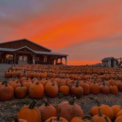 Tim's Pumpkin Patch, from its own website