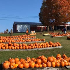 Will's Cackleberry Castle Pumpkin Farm, from its own website