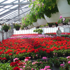 Sunnyside Gardens, from its own website