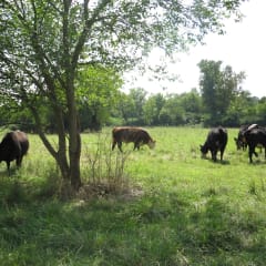 Warrick Farm, from its own website