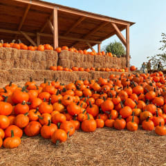 Pumpkin Jack's Ranch, from its own website