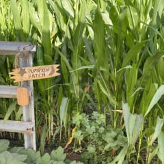 Muelrath Ranches Pumpkin Patch, from its own website