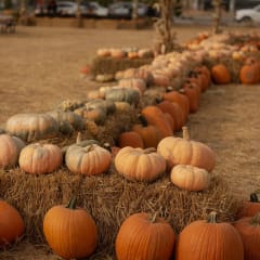 Pumpkin Palooza, from its own website