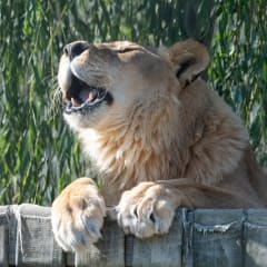 Animal Park at the Conservators Center, from its own website