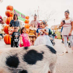 Nashville Zoo at Grassmere, from its own website