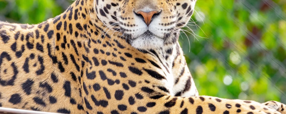 Oakland Zoo, from its own website
