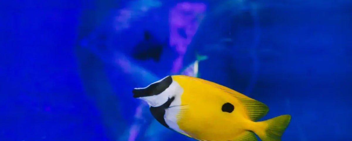 NorCal Aquarium & Wildlife, from its own website