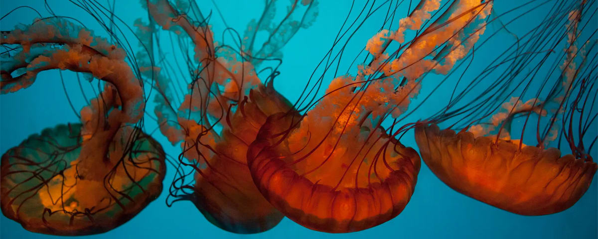 California Academy of Sciences, from its own website