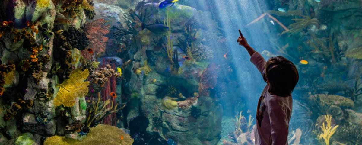 Birch Aquarium, from its own website