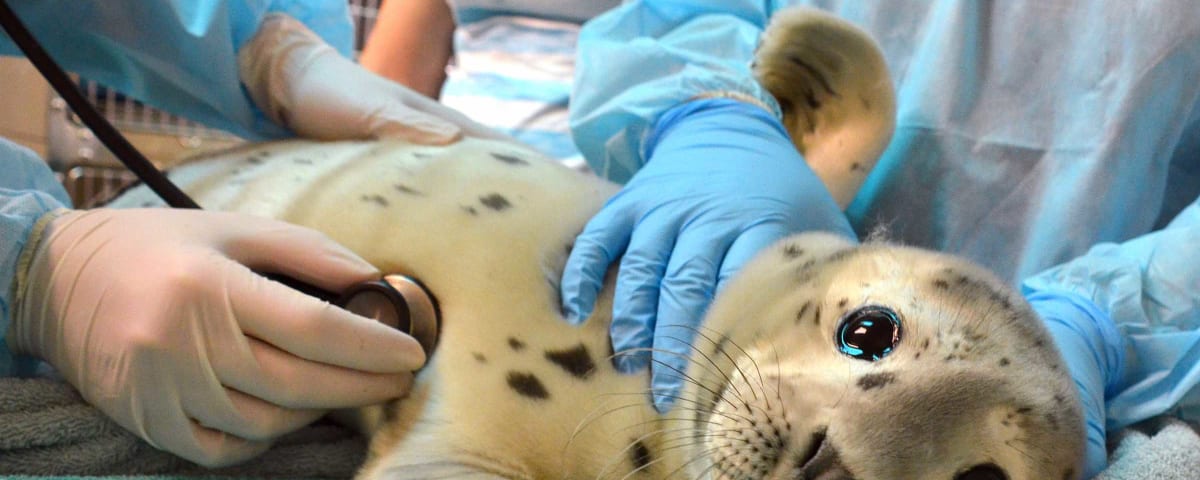 The Marine Mammal Center, from its own website