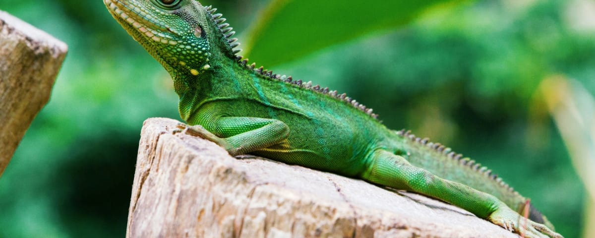 The Reptile Zoo, from its own website