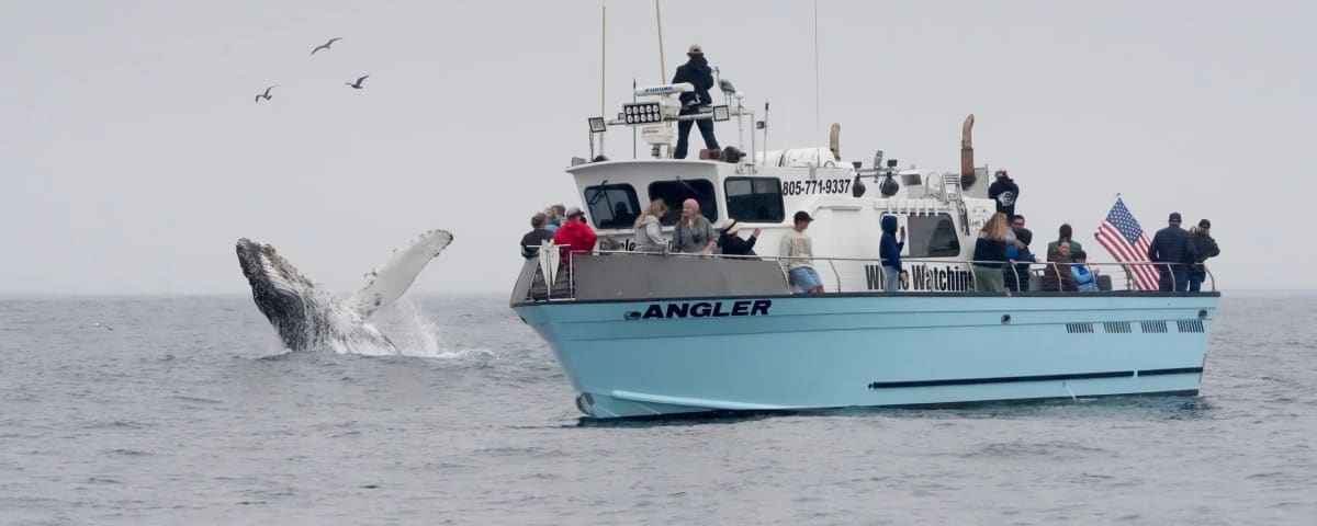 Lost Isle Adventures Harbor Tours & Whale Watching, from its own website